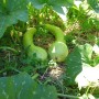 Courge Longue de Nice