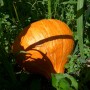 Courge Hubbard Golden Delicious