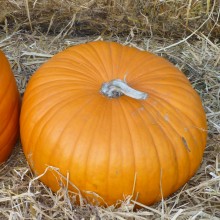 Courge Connecticut field